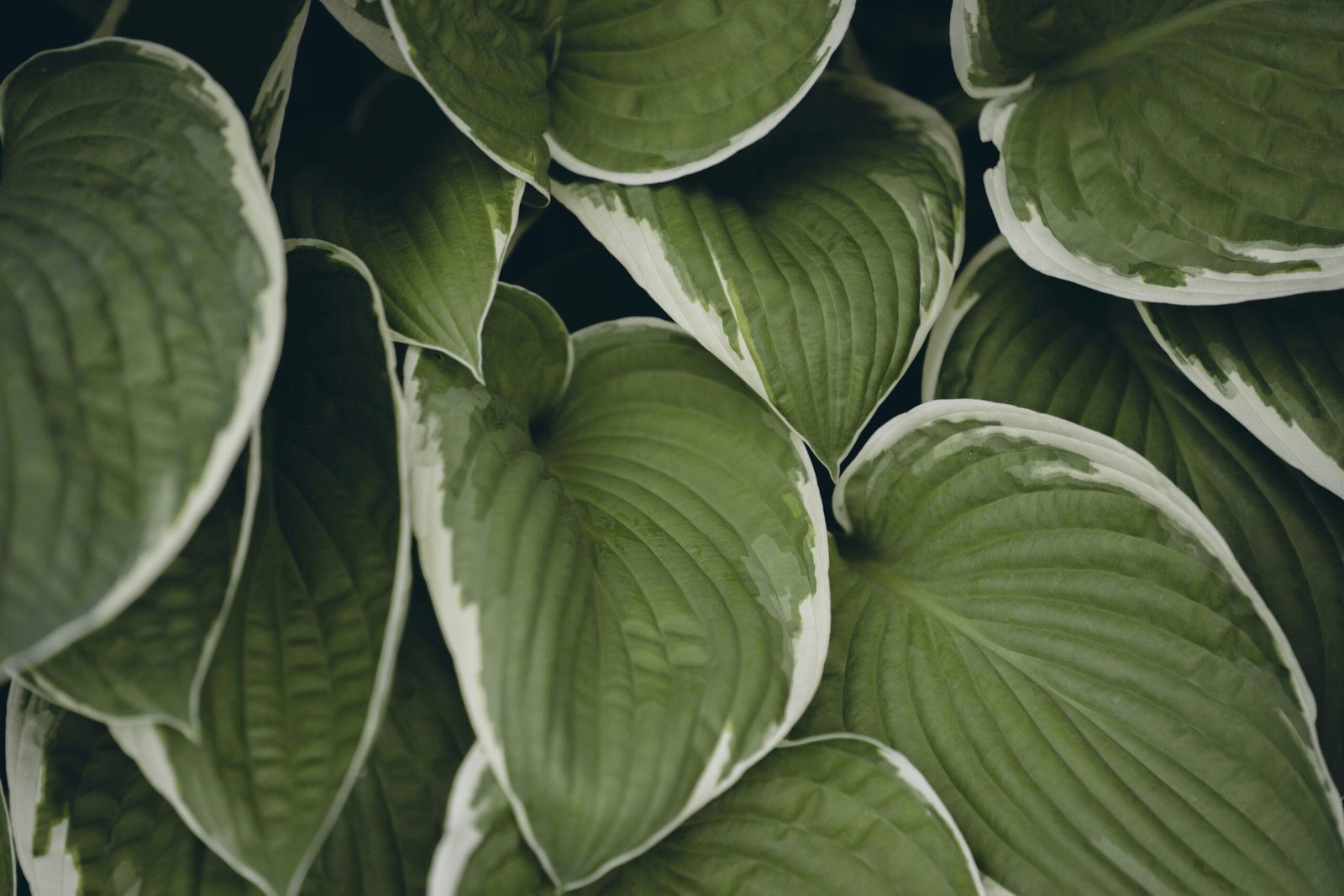 A close-up of natural cotton pads with fresh plants around them