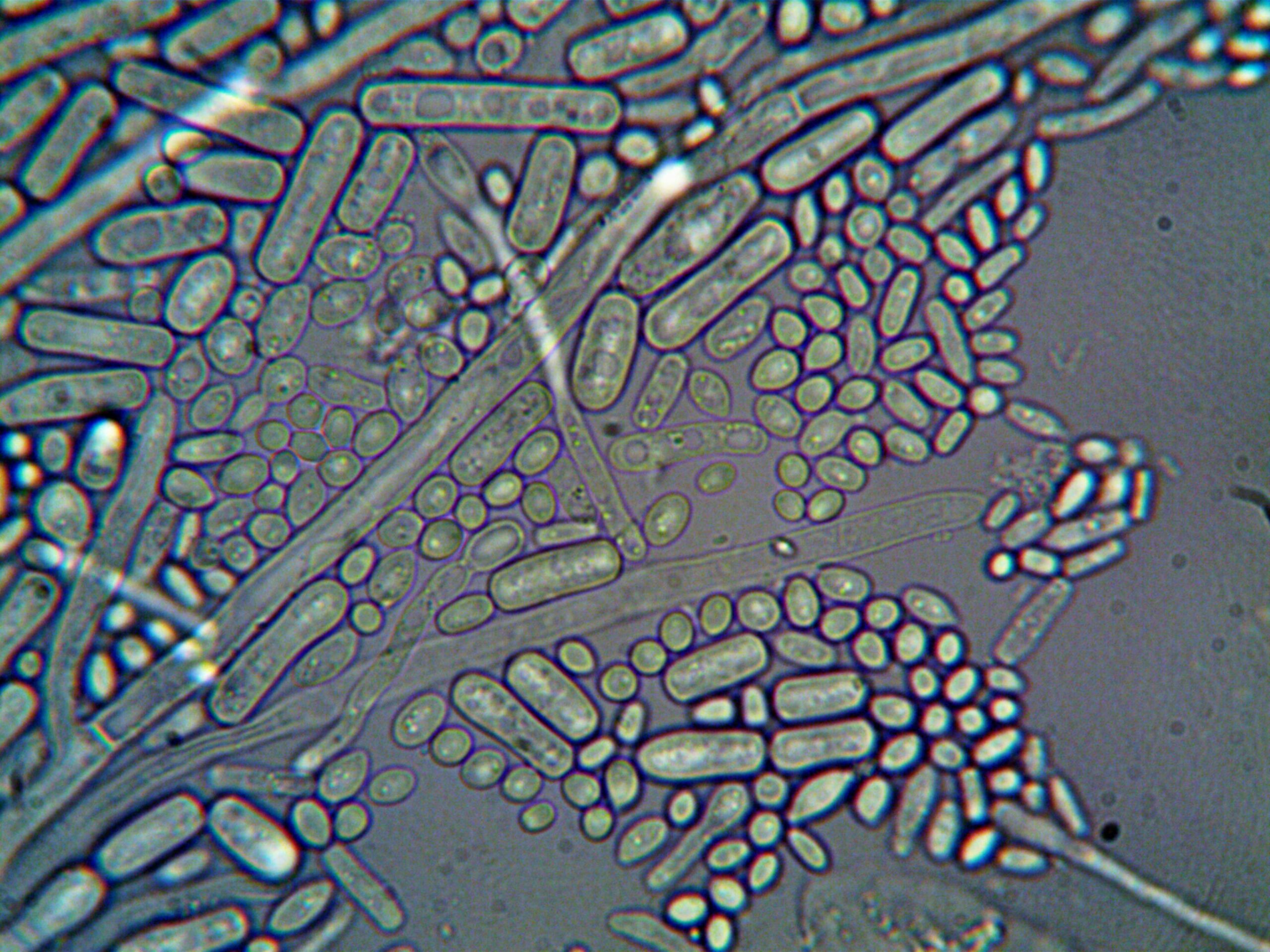 Image showing microscopic view of chemicals found in synthetic pads