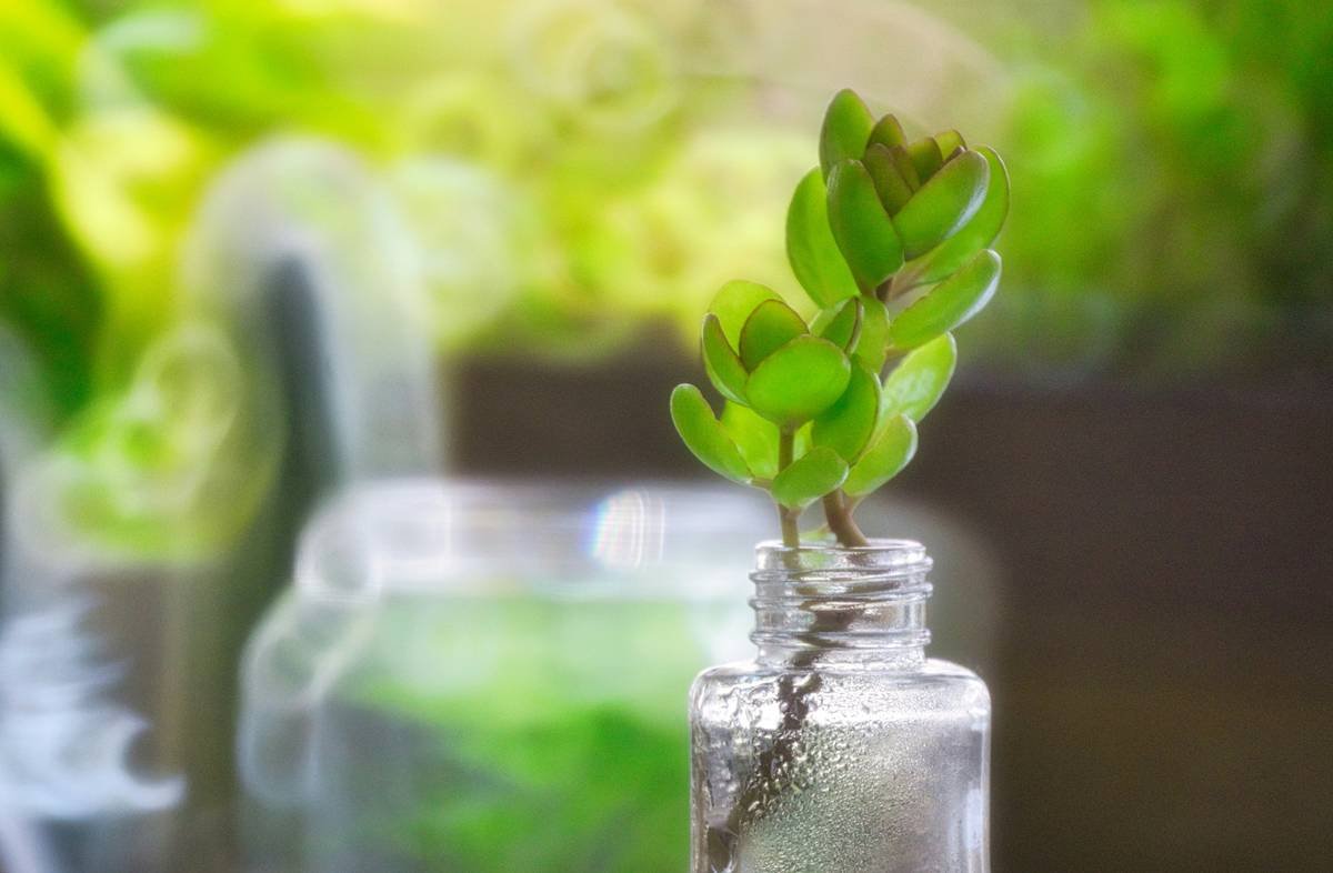 Side-by-side visual comparison between a bulky traditional pad and sleek organic pad