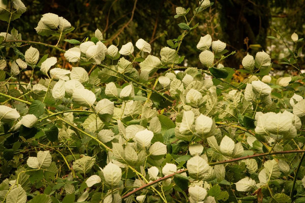 Why Herbal Menstrual Pads Are Revolutionizing Organic Beauty Care