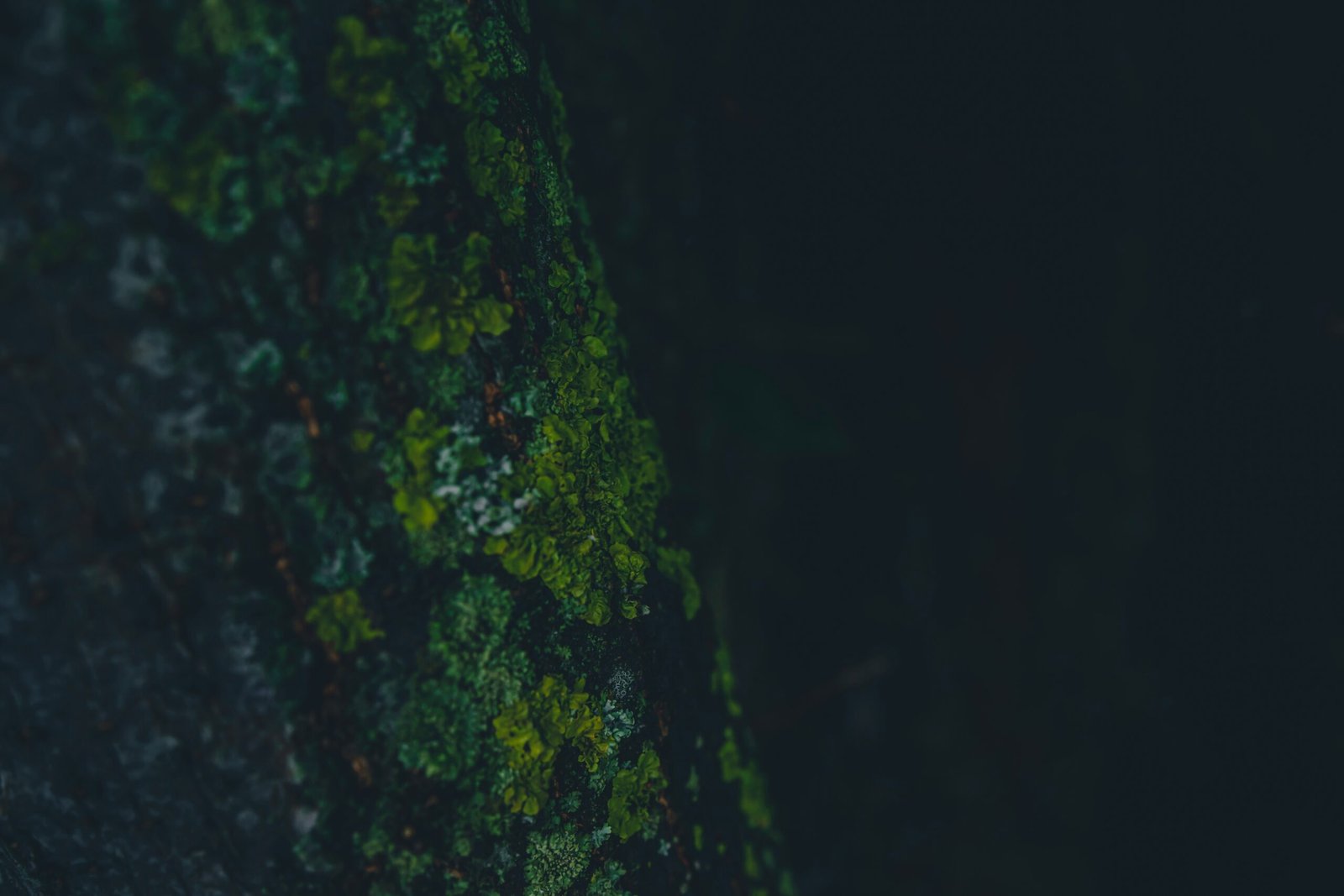 Bright green and yellow lichen on an old tree