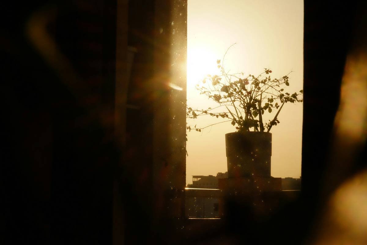 a potted plant sitting on top of a window sill
