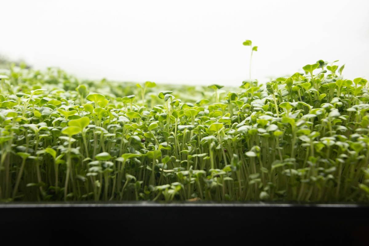 Broccoli microgreens.