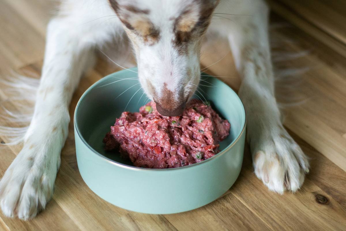 Dog eating fresh meat in a bowl