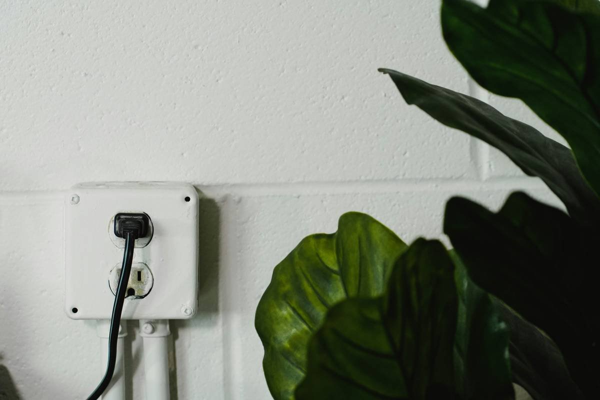 green leaf plant beside white wall