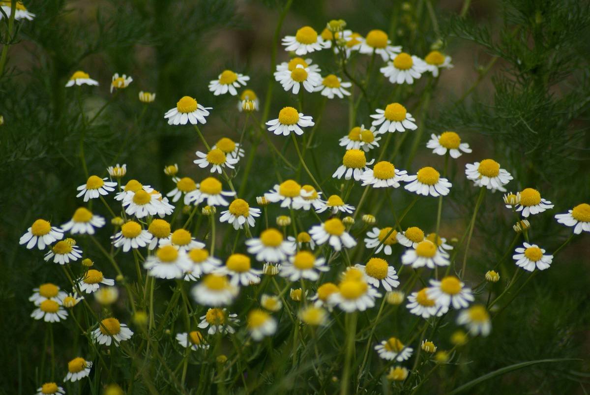 What’s Hiding in Your Organic Pad? The Truth About “Organic Pad Chemical” Claims