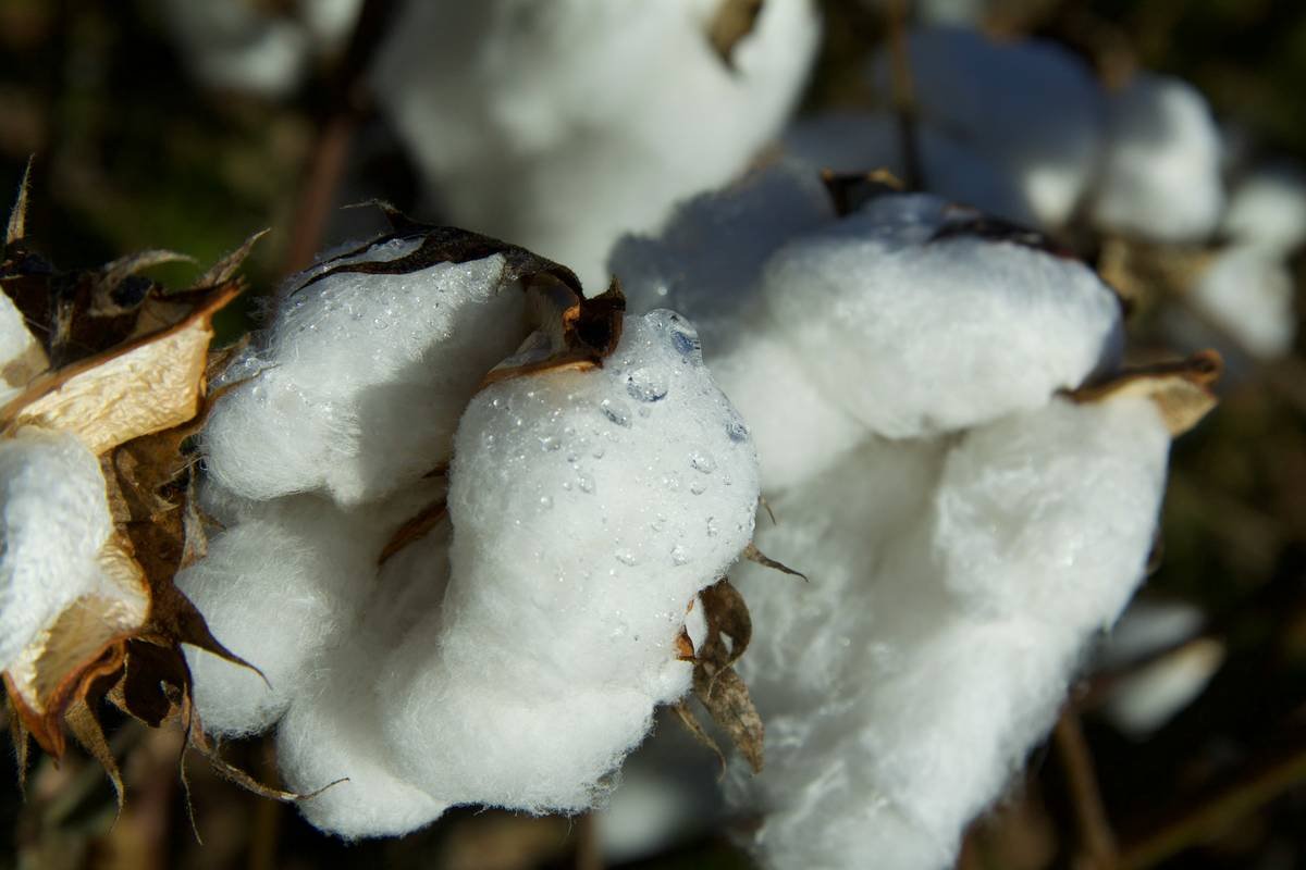 Why Your Body Deserves a Natural Pad Organic—And How to Choose the Right One Without Getting Scammed