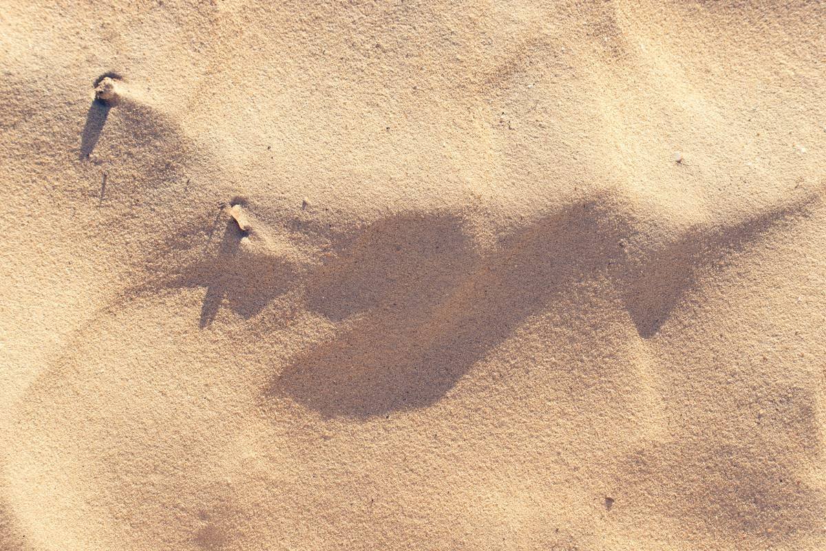 a shadow of a bird on a sandy beach