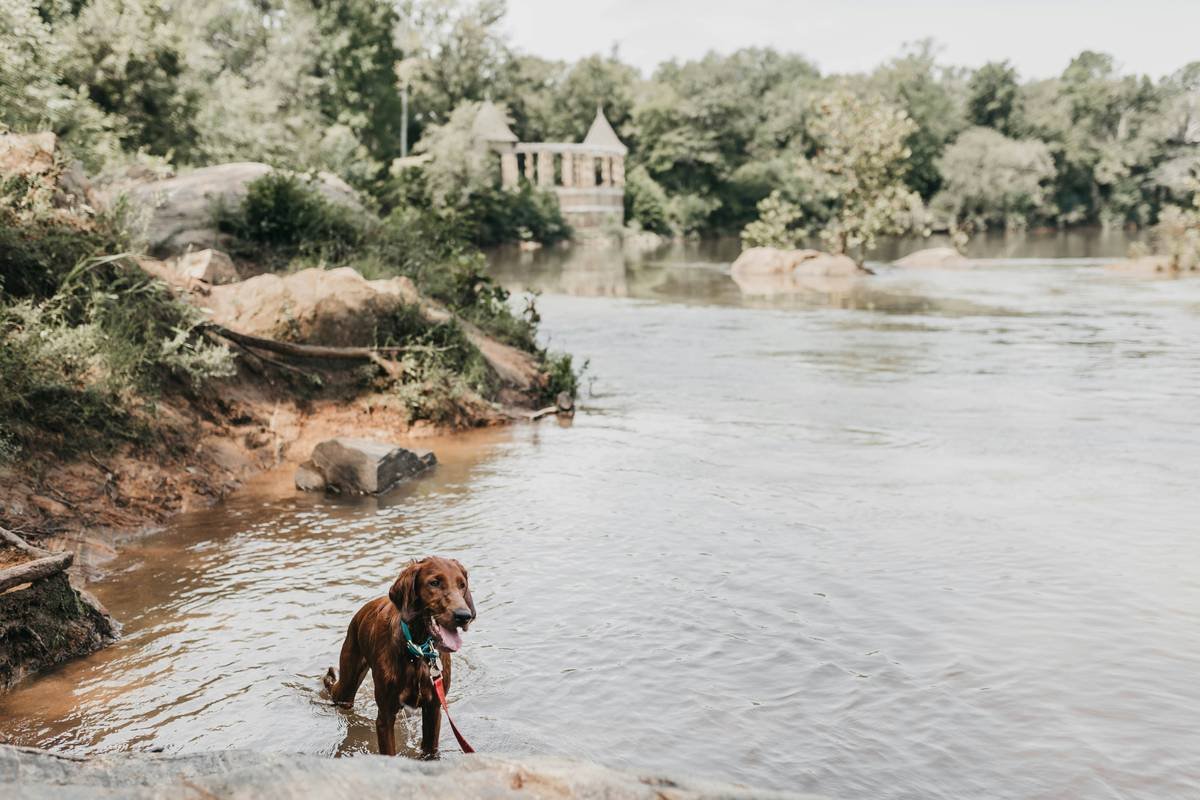 Mable loves going on hikes, but her favorite thing is swimming. It was her first time in the river and she loved it!