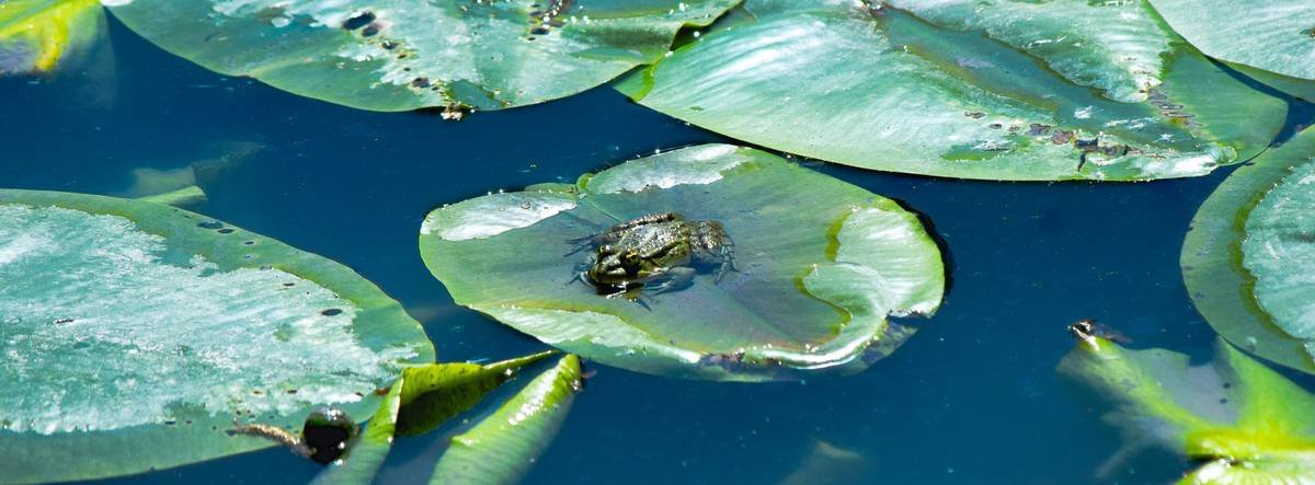 Vibrant green lily pads floating on deep blue water.