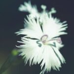 Why “Free Pad Organic Chemical” Isn’t Just a Buzzword—It’s Your Skin’s Lifeline