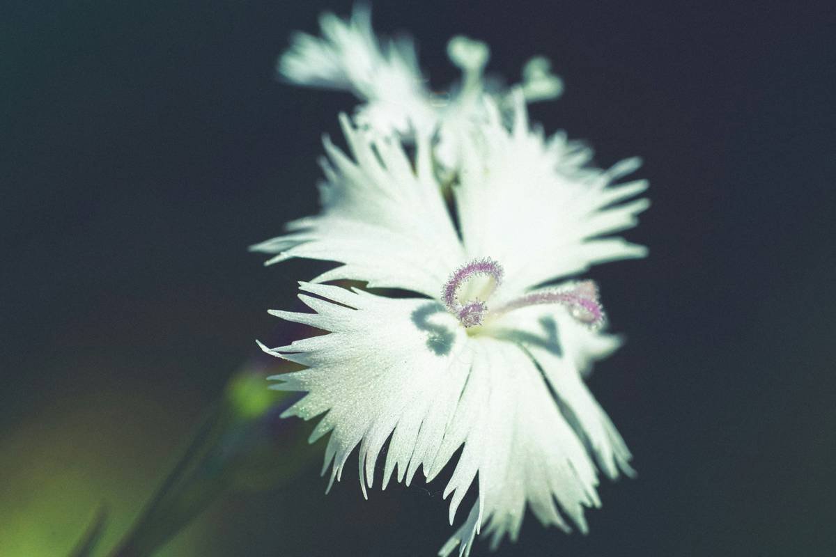 Why “Free Pad Organic Chemical” Isn’t Just a Buzzword—It’s Your Skin’s Lifeline