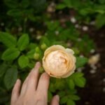 Why organic natural pad hygiene is the future of period care—and how to get it right